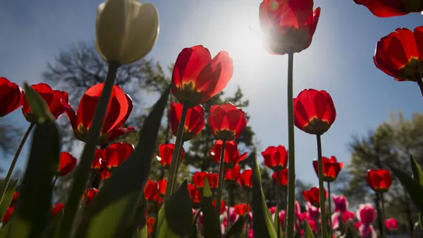 SMM адистиги боюнча